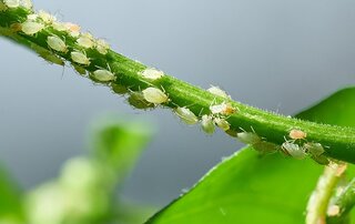 Tiny White Bugs On Plants What Are They? - Alta Pest Control